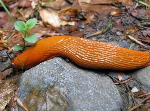 Як позбутися рудих слимаків