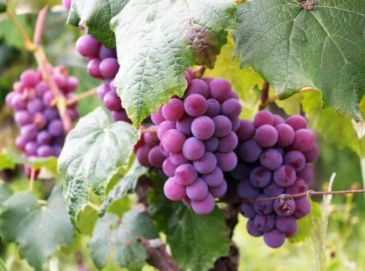 Коли збирати виноград
