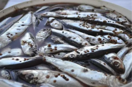 Кілька пряного посолу