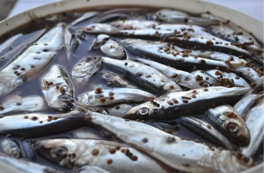 Кілька пряного посолу