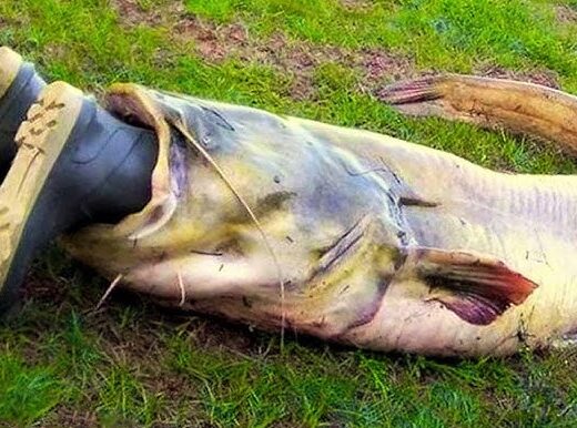 Рибалки впіймали сома довжиною 2,92 м: фото світового рекорду