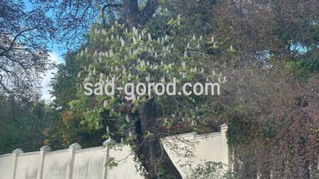 У Винниках зацвіли каштани восени – біле цвітіння на дереві у жовтні.