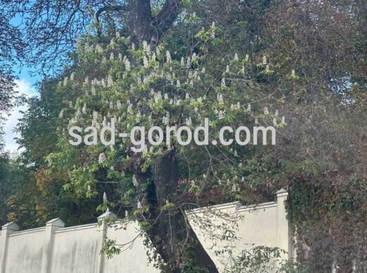 У Винниках зацвіли каштани восени – біле цвітіння на дереві у жовтні.