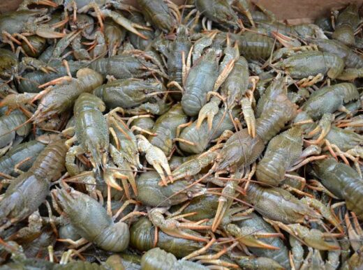 Заборона на вилов раків