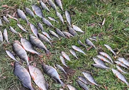 Чоловіка оштрафували на 181 000 грн за ловлю окуня