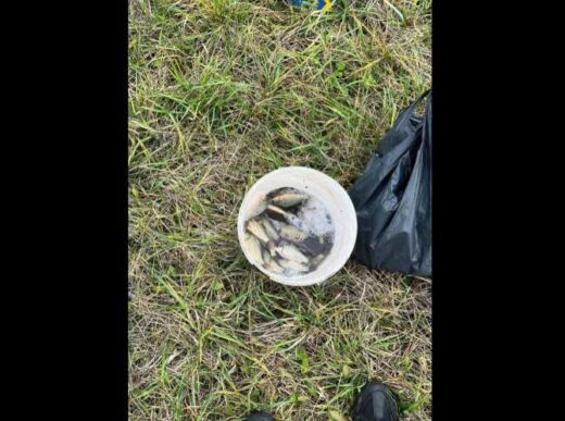 вилов карасів