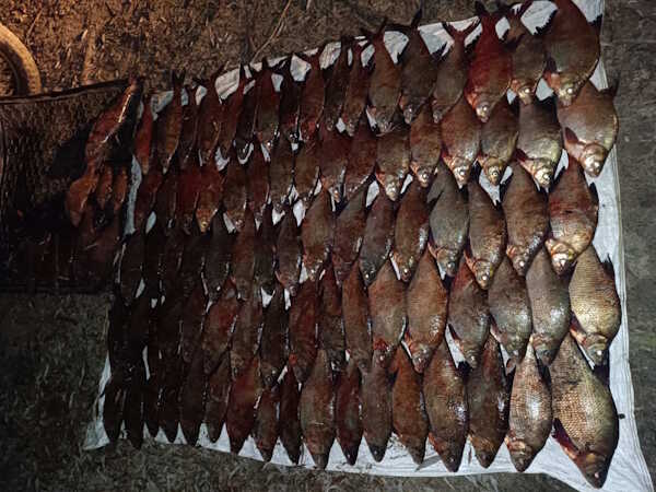 Браконьєр виловив 102 кг риби на 837 000 гривень