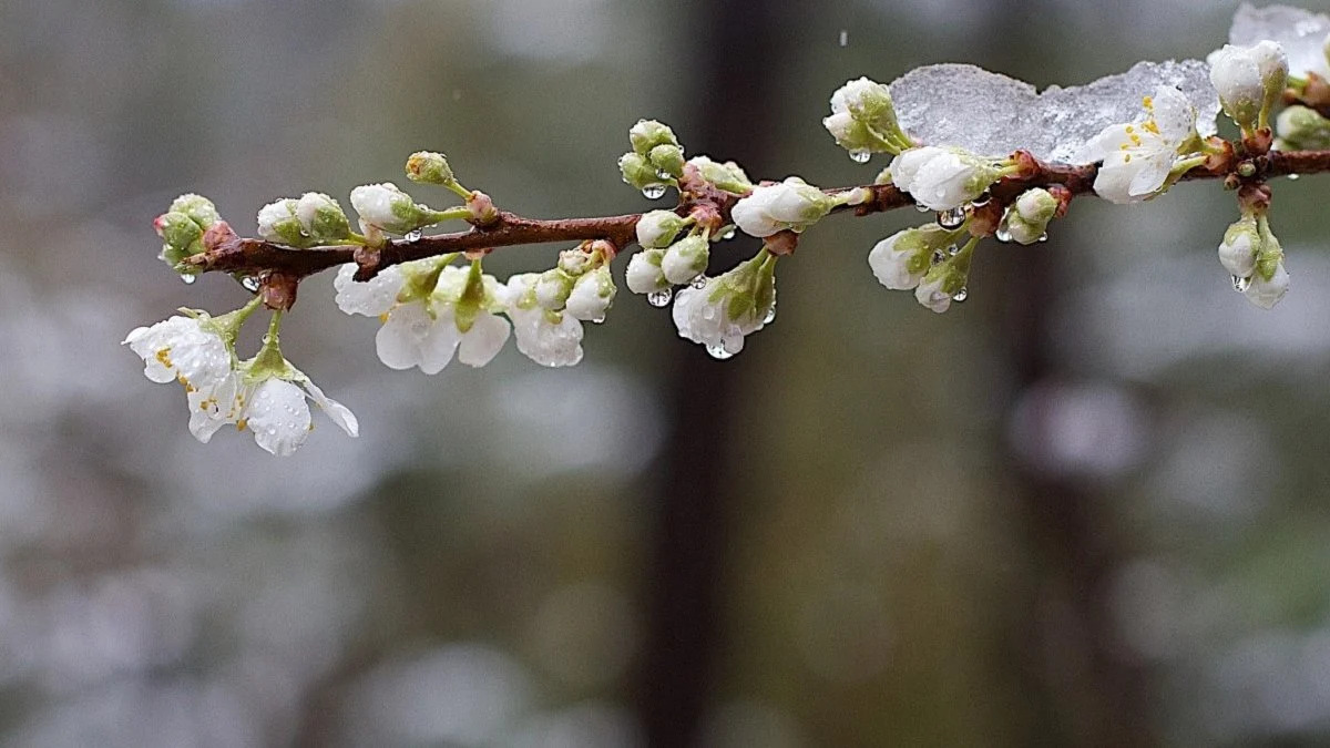 Прогноз погоди на тиждень в Україні (24-29 березня)