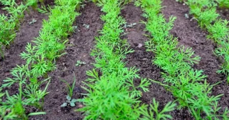 Чому не росте кріп на городі