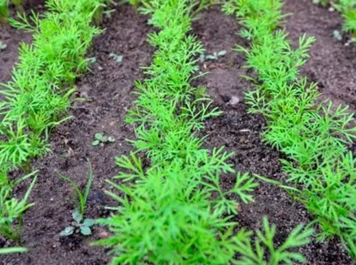 Чому не росте кріп на городі