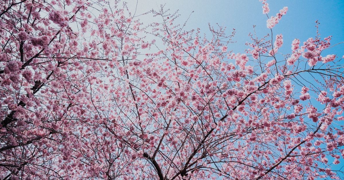 Погода в Україні на тиждень 13-19 квітня