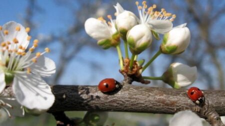 Якою буде погода 25-26 квітня по областях
